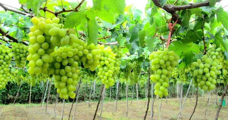 Điều Gì Làm Nên Sự Đặc Biệt Hoa Quả Đặc Sản Miền Trung