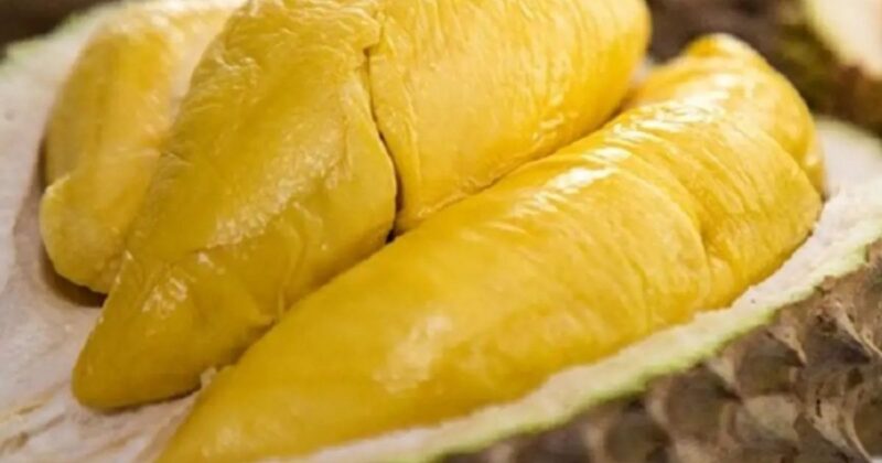 Sầu Riêng Khánh Sơn